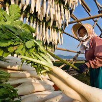 Farm Work in Japan Farm Work in Japan