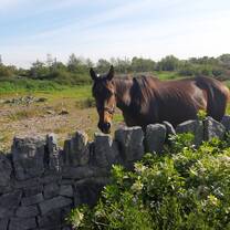 Do what you love most everyday and spend your time in the outdoors with horses