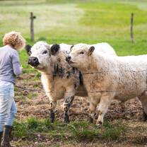 Help with the feeding, milking and grooming of the animals
