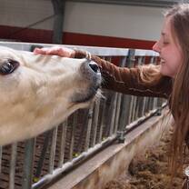 Get to know the daily routines on a dairy or cattle farm 