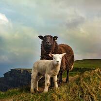 Working on an Irish farm is fun and diverse! 