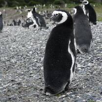 I spent a few hours with a colony of 8 000 wild penguins