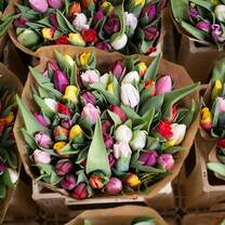 Tulips