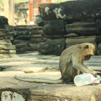 monkey 