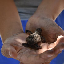 A baby hawksbill turtle that we found lost at the back of the beach so helped into the ocean 
