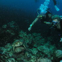 Scuba