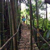 PZ forest by host home PZ forest by host home