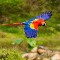 Scarlet macaw flying in Costa Rica