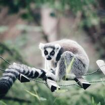 Lemur