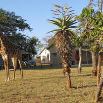 Giraffe encounter