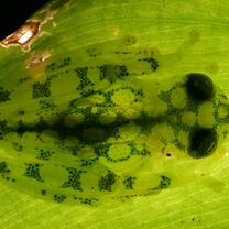 Glass frog shows how it got its name