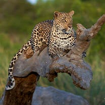 Leopard rests on a downed tree