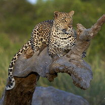 Leopard rests on a downed tree
