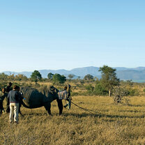 Rhino capture in progress