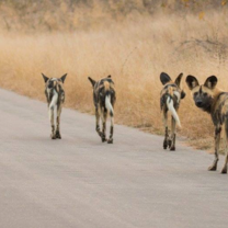 African Wild Dogs looking back
