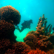Dive in crystal clear water!