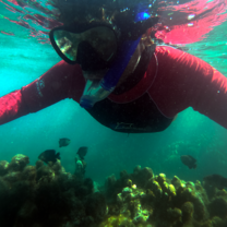 Learn to lead snorkel tours!