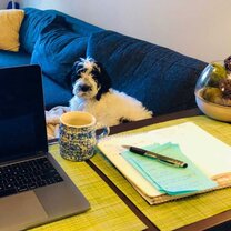 Your coworkers aren't always human during virtual internships! Dog sitting on a couch