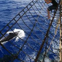 Pilot whales play 