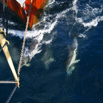 Dolphins play