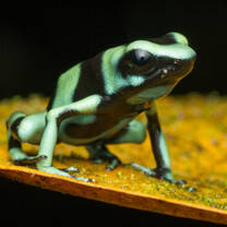 Green poison dart frog
