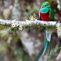 Resplendent Quetzal