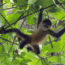 Monkey in the trees