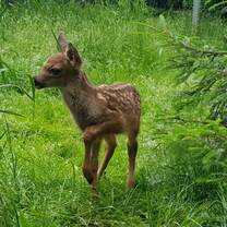 1 of 15 fawn we took in 2020 and successfully release all of them. 