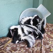 Some of our orphaned Skunk we had in 2020, they have all been release back into the wild