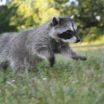 We take over 300 orphaned raccoon kits every year. 