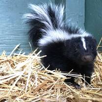 We take over 100 Orphaned skunks per year. 