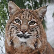 "Hoover" was a non-releasable Bobcat that Critter care had for over 13 years, before she passed. 