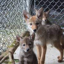 We care for the wildlife that some people view as "pests". We see them as just trying to survive. 