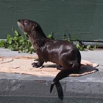 Otters are such a playful and inquisitive creature to work with. 