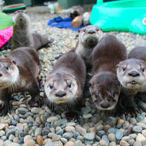 In 2020 we have 13 Orphaned river otters!
