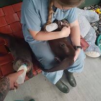 A past volunteer helping feed our orphaned River Otters