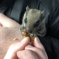 We get a vast range of mammal species in care. 