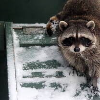 Raccoons, are the reason the centre was first opened. 