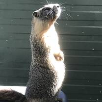 We get a vast range of mammal species in care. 