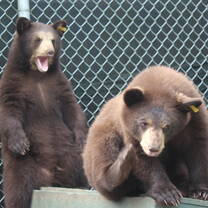 We also take orphaned Balck bear cubs. Collectively we have done over 150 black bears in the last 15 years. 