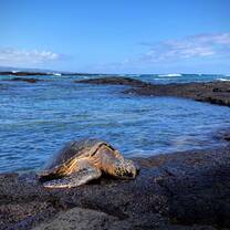 Turtle