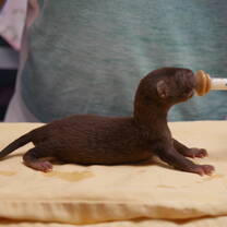 Bottle feeding and syringe feeding orphaned wildlife comes with the placement!