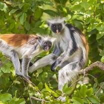 Red Colombus Monkeys on the IVHQ Rainforest Conservation & Coastal Conservation project
