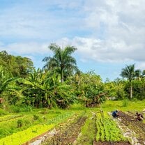 Workers in our permaculture fields