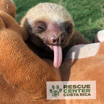 Maximus the sloth