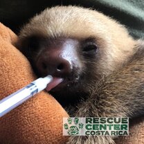 slothmilk