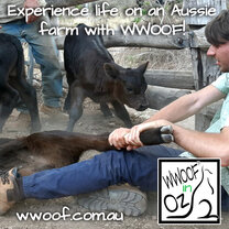 Experience life on an Aussie Farm with WWOOF. Experience life on an Aussie Farm with WWOOF.