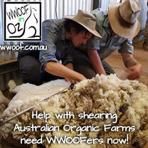 Come and help with the Shearing on an Organic Farm Come and help with the Shearing on an Organic Farm