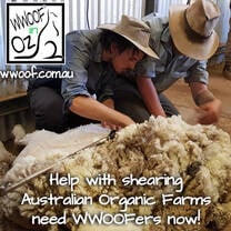 Come and help with the Shearing on an Organic Farm