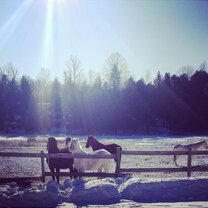 Horses in the sunny winter.